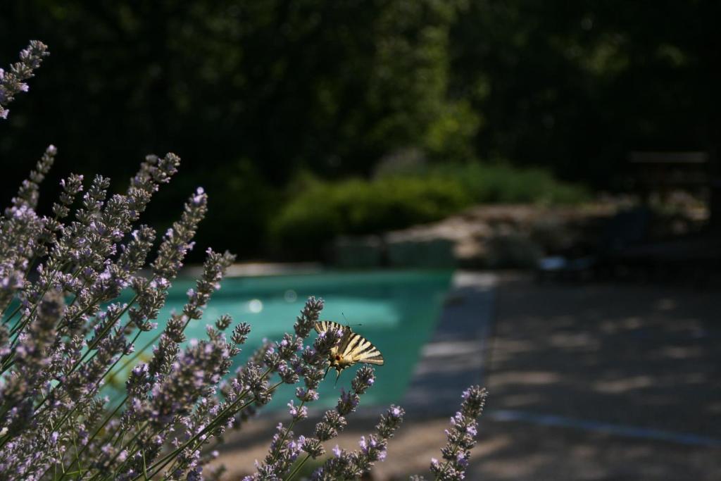 La Villa Des Pins Verrieres  Екстер'єр фото